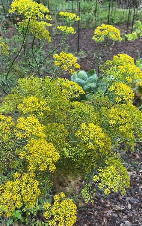 Brown, olive, and light blue chicken eggs, a basket of berries, and a yellow flowering plant