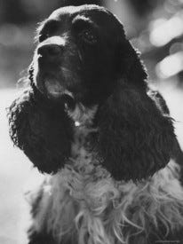 The Nixons’ black-and-white cocker spaniel Checkers (1952–1964) March 1962 Immediate Life Magazine, Fair use The Nixons’ black-and-white cocker spaniel Checkers (1952–1964) March 1962 Immediate Life Magazine, Fair use