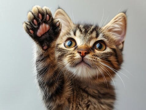 A brown tabby kitten gives a high five to the viewer.