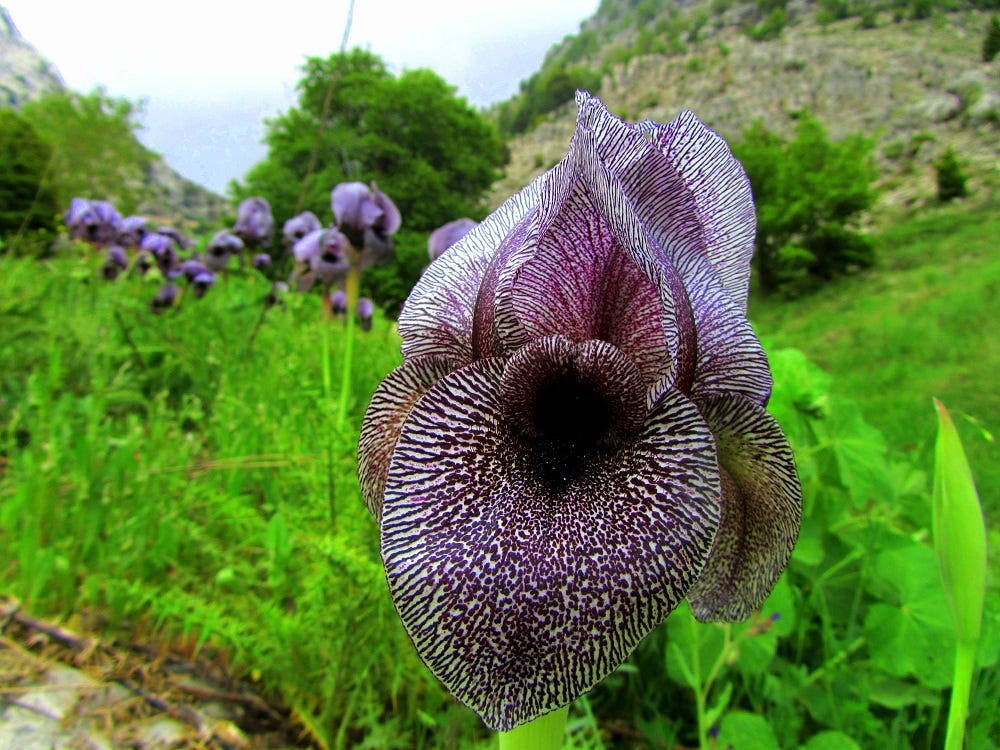 IMG_9792.jpeg IMG_9792.jpeg