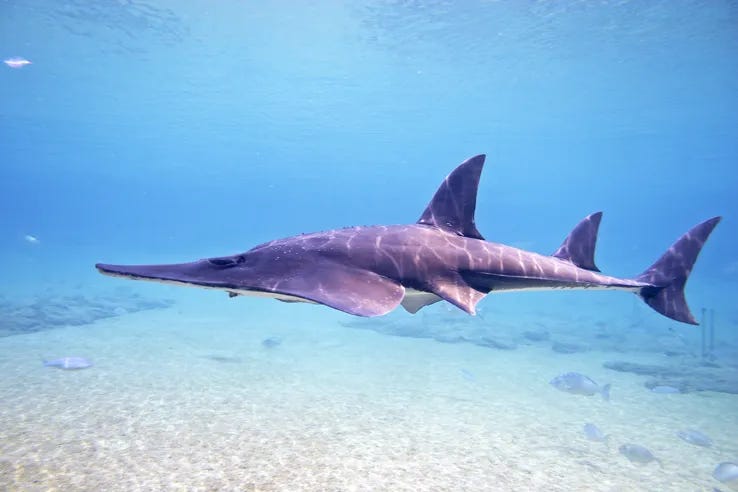 Swim and Dive with Giant guitarfish - best destinations and seasons -  Divingaway