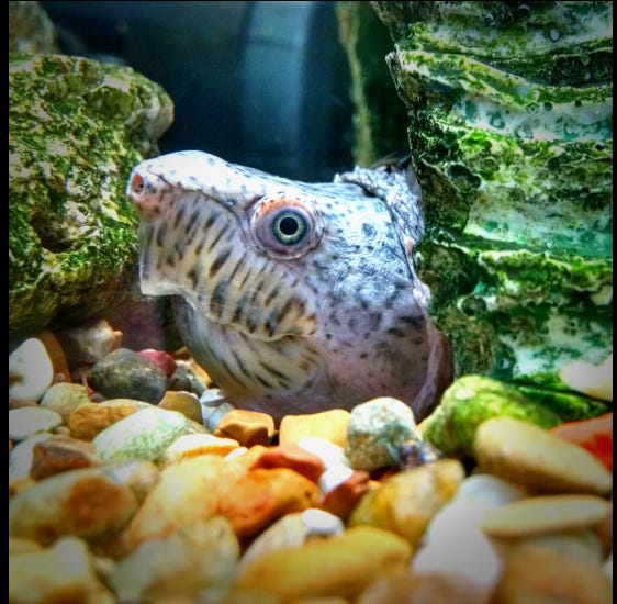 「嫌われることで、自分を守る」スジクビヒメニオイガメという小さな防御