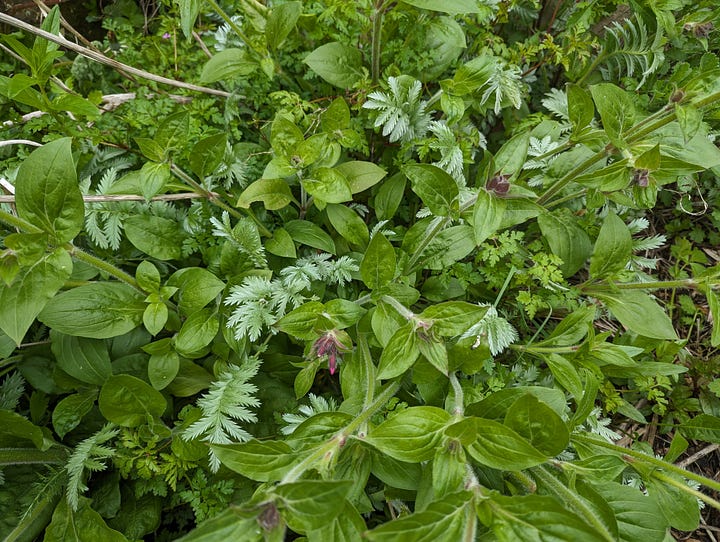 Clockwise, from top left: Bugleweed battling it out with Creeping Buttercup near the minipond, Apple Mint trying to assert itself over Herb-Robert, Mock Strawberry threading through the Creeping Buttercup, Common Silverweed forcing its way through a tangle of Red Campion, Common Silverweed meeting its match with Wild Strawberries (there’s even a Sunchoke here if you look carefully)