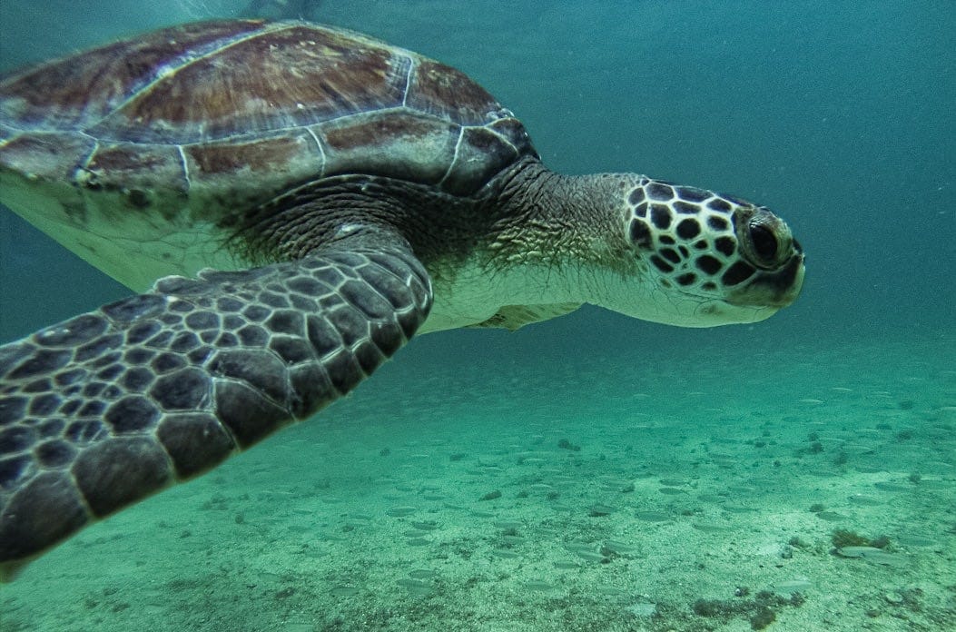 brown and black turtle on body of water