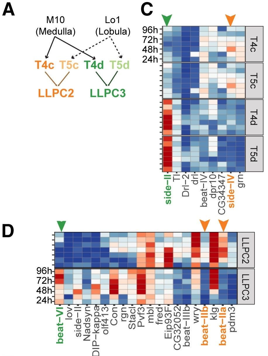 Neurons in the fly’s visual system express different CAMs to recognize each other and connect. From Yoo et al. (2023) Neurons in the fly’s visual system express different CAMs to recognize each other and connect. From Yoo et al. (2023)