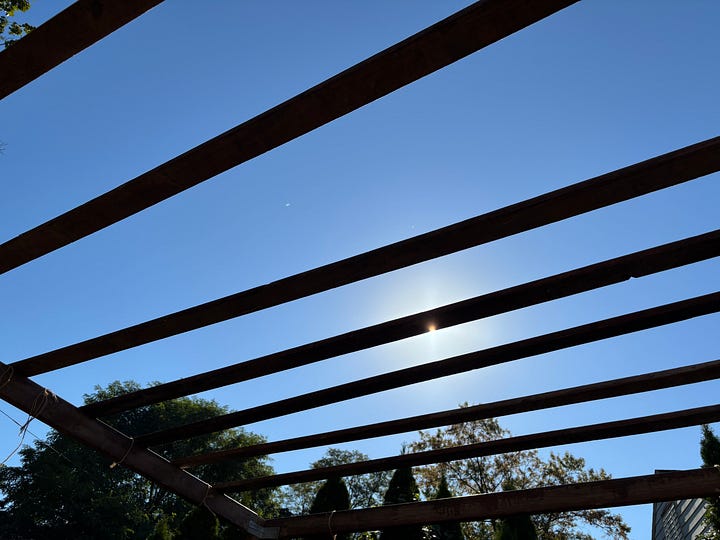 slats of wood and a blue sky; a finished sukkah with branches and decorations.