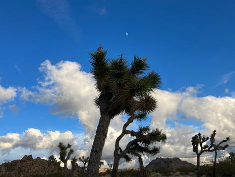 Joshua Trees, Boulders and rock outcroppings, Joshua Tree National Park Sign