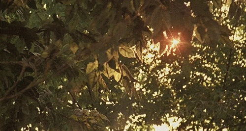 Gif di un luccichio di luce solare che filtra tra le fronte di alcuni alberi.