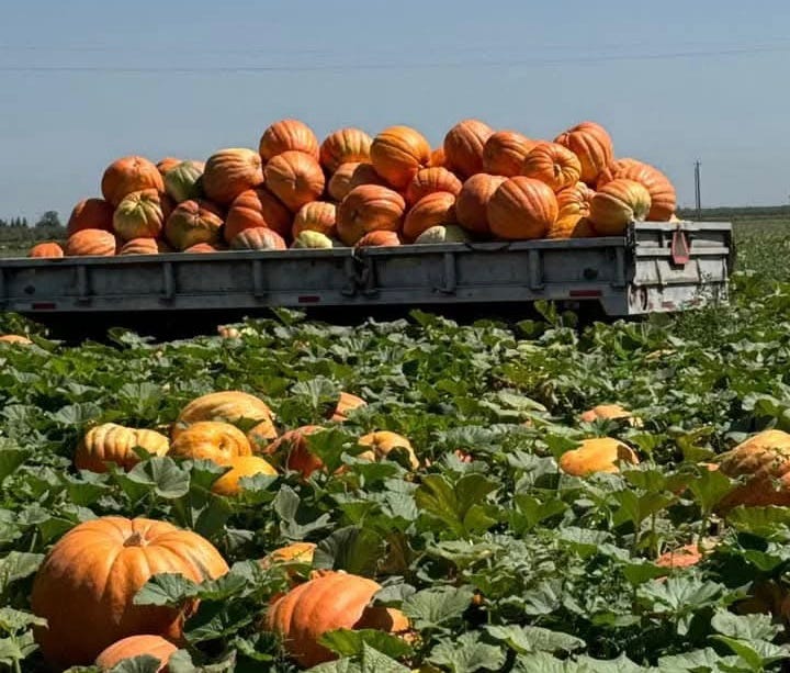 Don't Ghost The Immigrant Farmworkers Behind Every Pumpkin Harvest