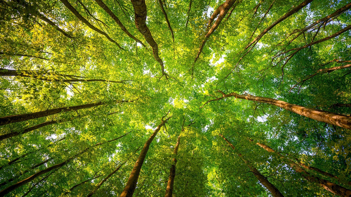 Forest wallpaper HD ·① Download free awesome backgrounds ...