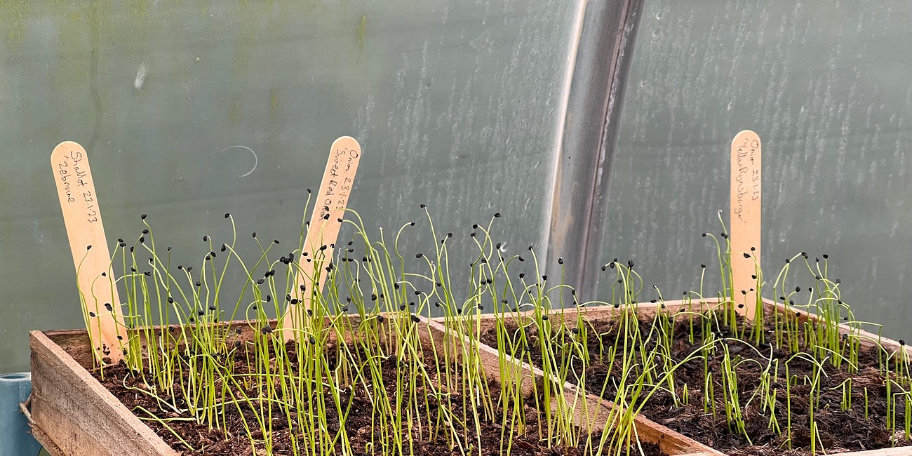 Sow and grow annual onions and shallots from seed