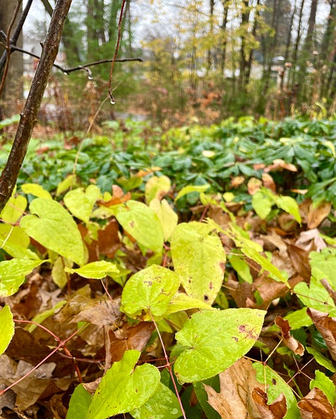 Woodland evergreens: Hellebore Hill is on a slope near the corner of our property. It contains many Epimediums and Helleborus. At the corner we have a small children's garden with a little gate and a mushroom. There are also a set of fairy houses and gnomes hidden in the well if you ever stop by for a playtime visit.