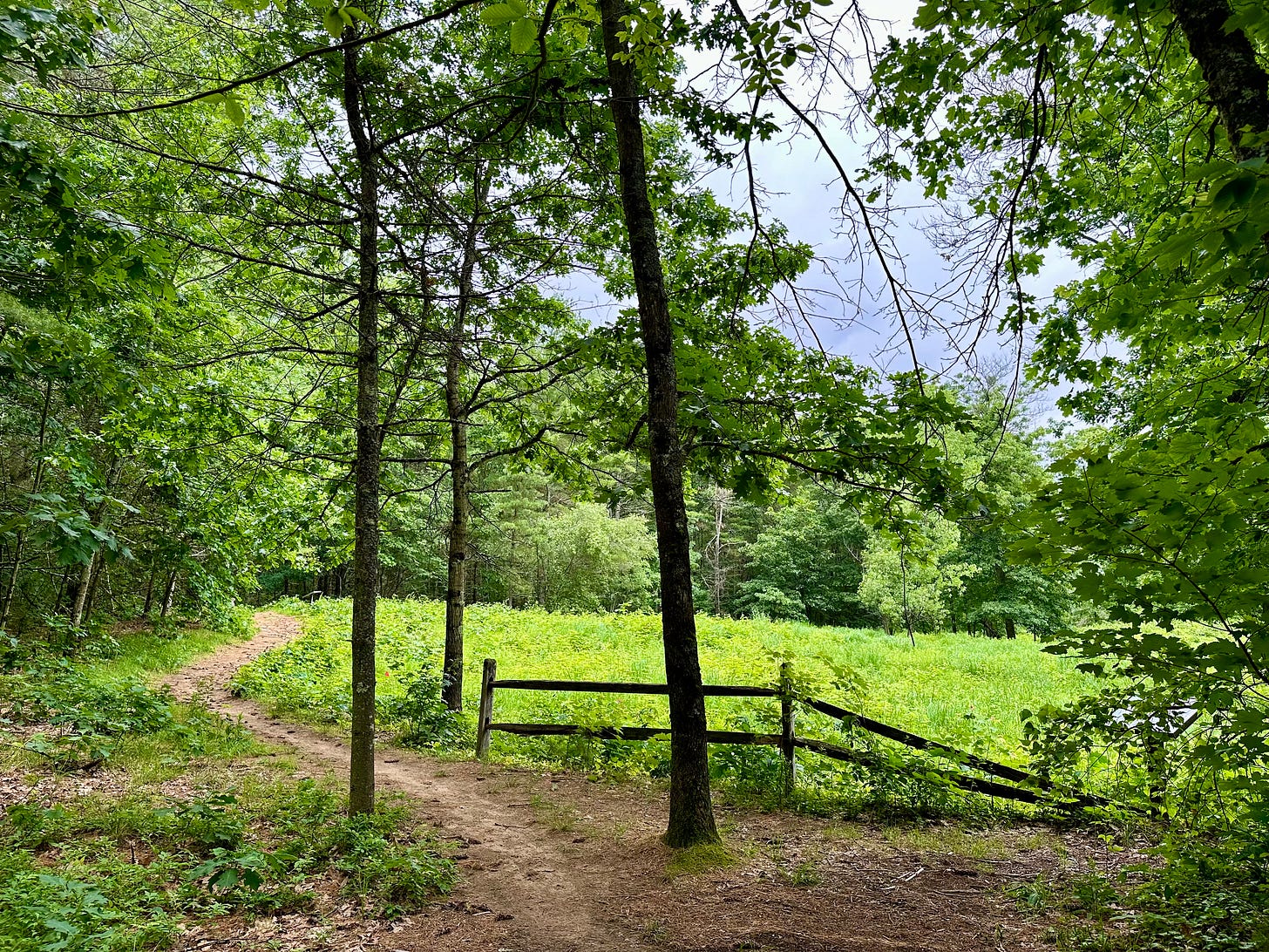 Hiking trail in the woods with trees and a fence surrounded by an open grassy field