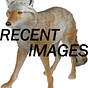 Recent Images's avatar