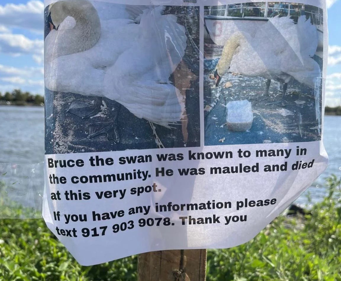 Sign that was posted at Morris Canal that has pics of the swan and the text "Bruce the swan was known to many in the community. He was mauled and died at this very spot. If you have any information please text 917 903 9078. Thank you."