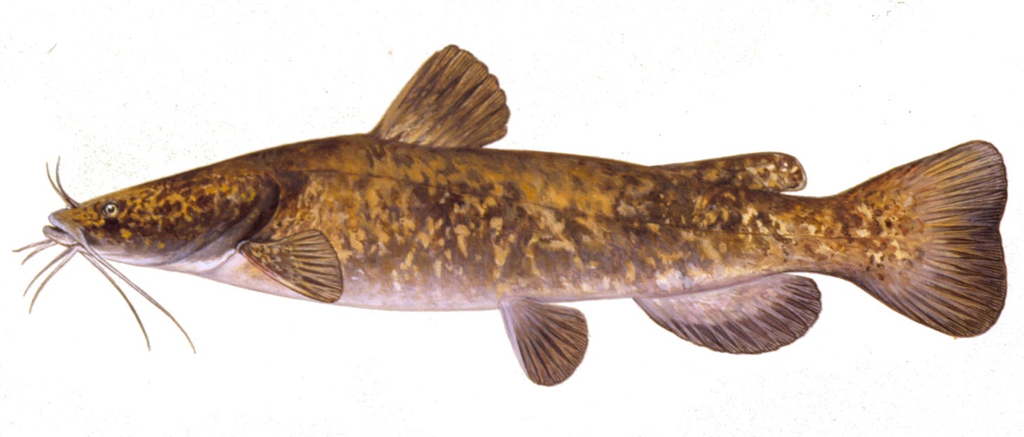 Flathead Catfish, illustration by Maynard Reece, from Iowa Fish and Fishing. Flathead Catfish, illustration by Maynard Reece, from Iowa Fish and Fishing.