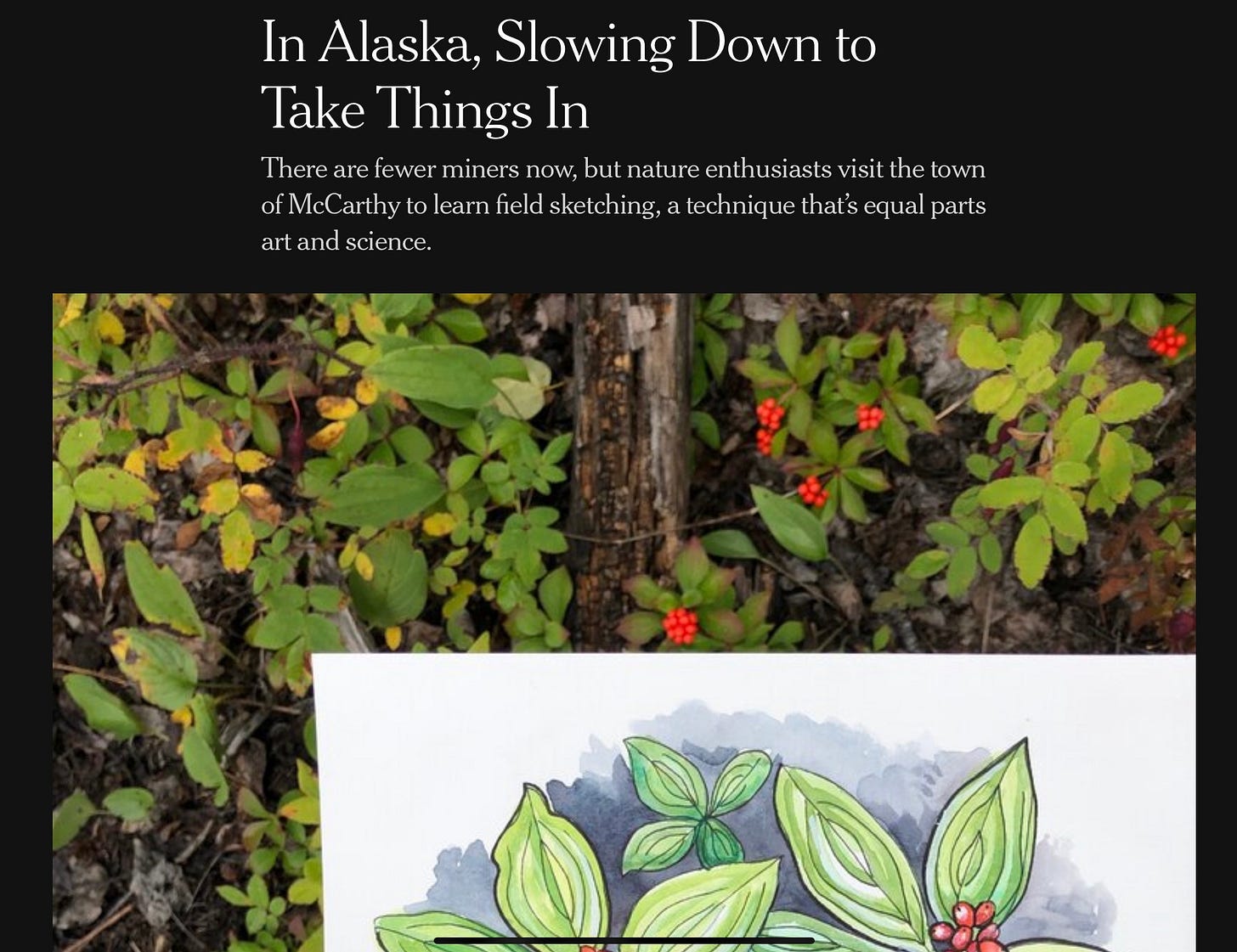 Photo of the top part of a New York Times story called In Alaska, Slowing Down to Take Things In. The photo is from the author's phone and the top photo on the article shows--it's of greenery with bright red berries and, in front of all that, artist Kristin Link's illustration of the bushes.