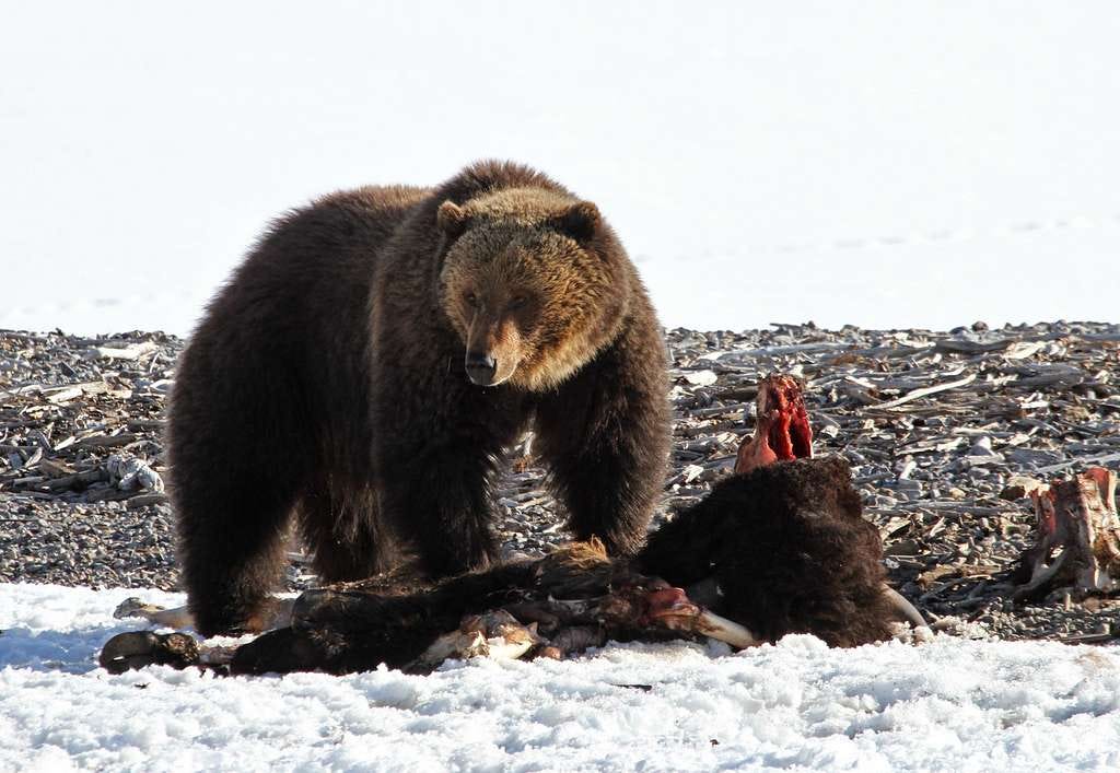 Yellowstone National Park, Grizzly bear - PICRYL - Public Domain Media  Search Engine Public Domain Image