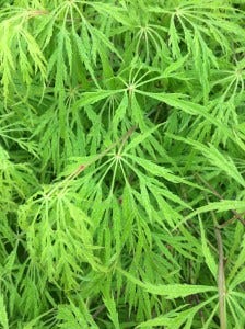 IMG_0173 IMG_0173