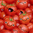 Hundred Tomatoes