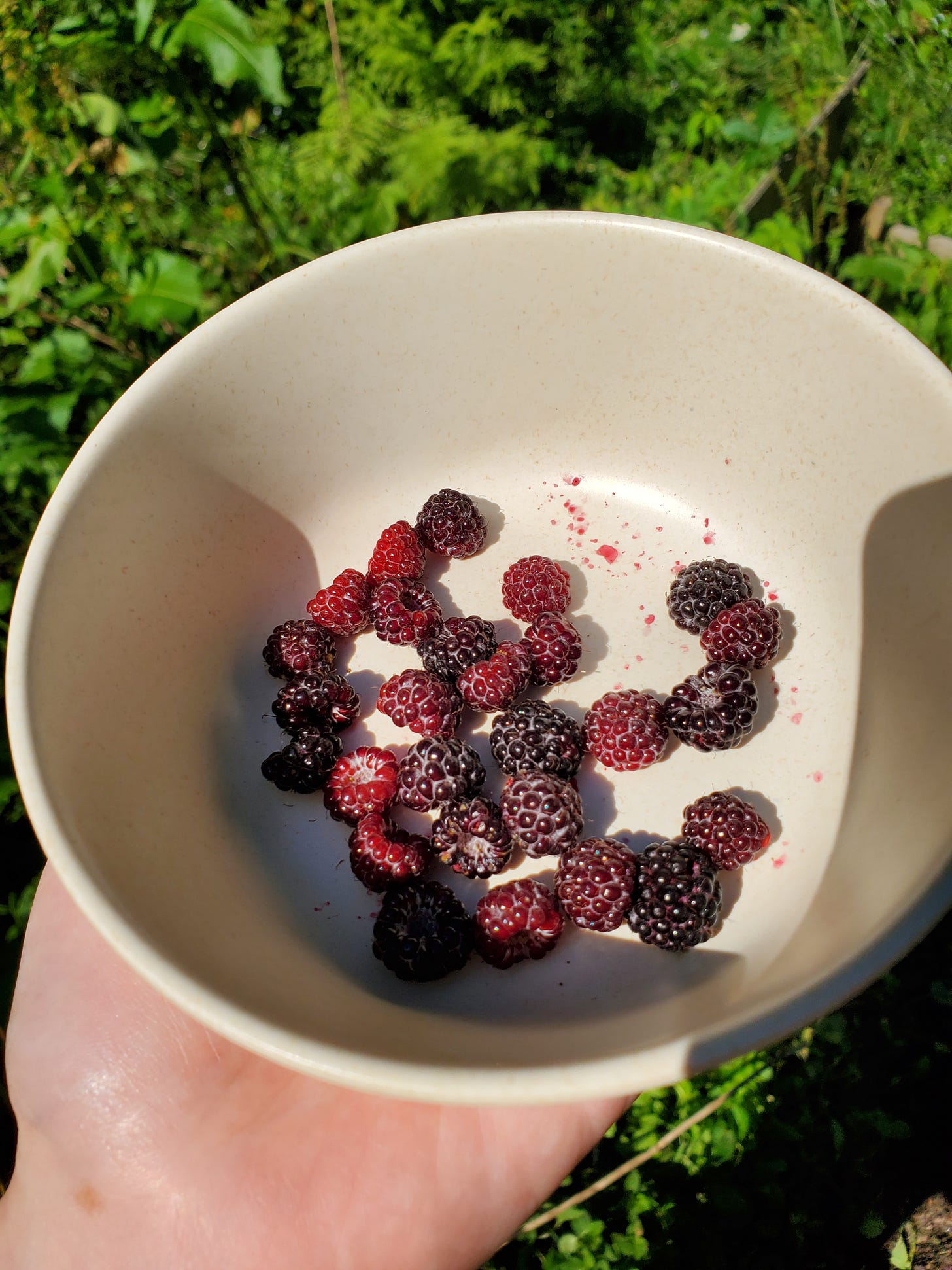 A small bowl of ripe black raspberries.