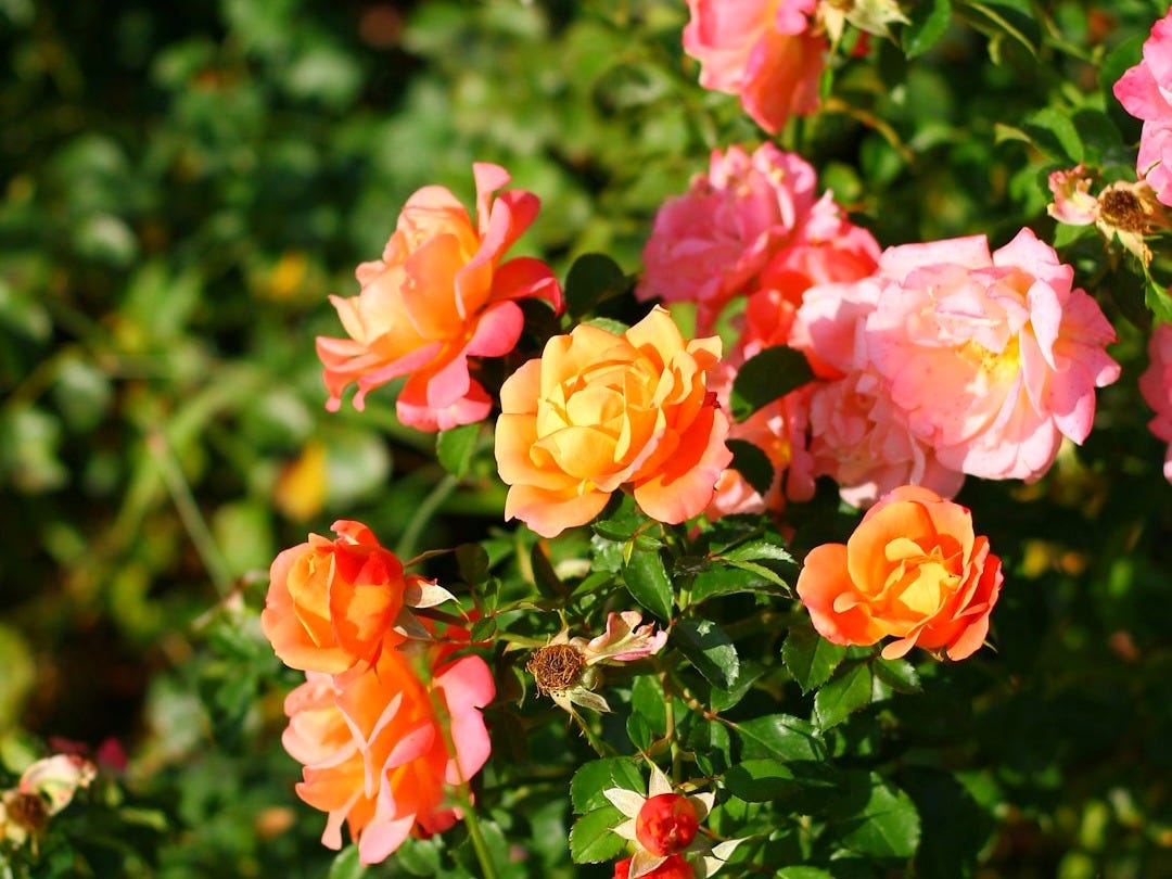 A shrub rose covered in pink and orange blooms at various stages from buds to spent