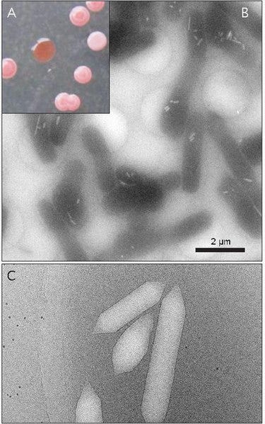 File:Halobacterial Gas Vesicles.pdf
