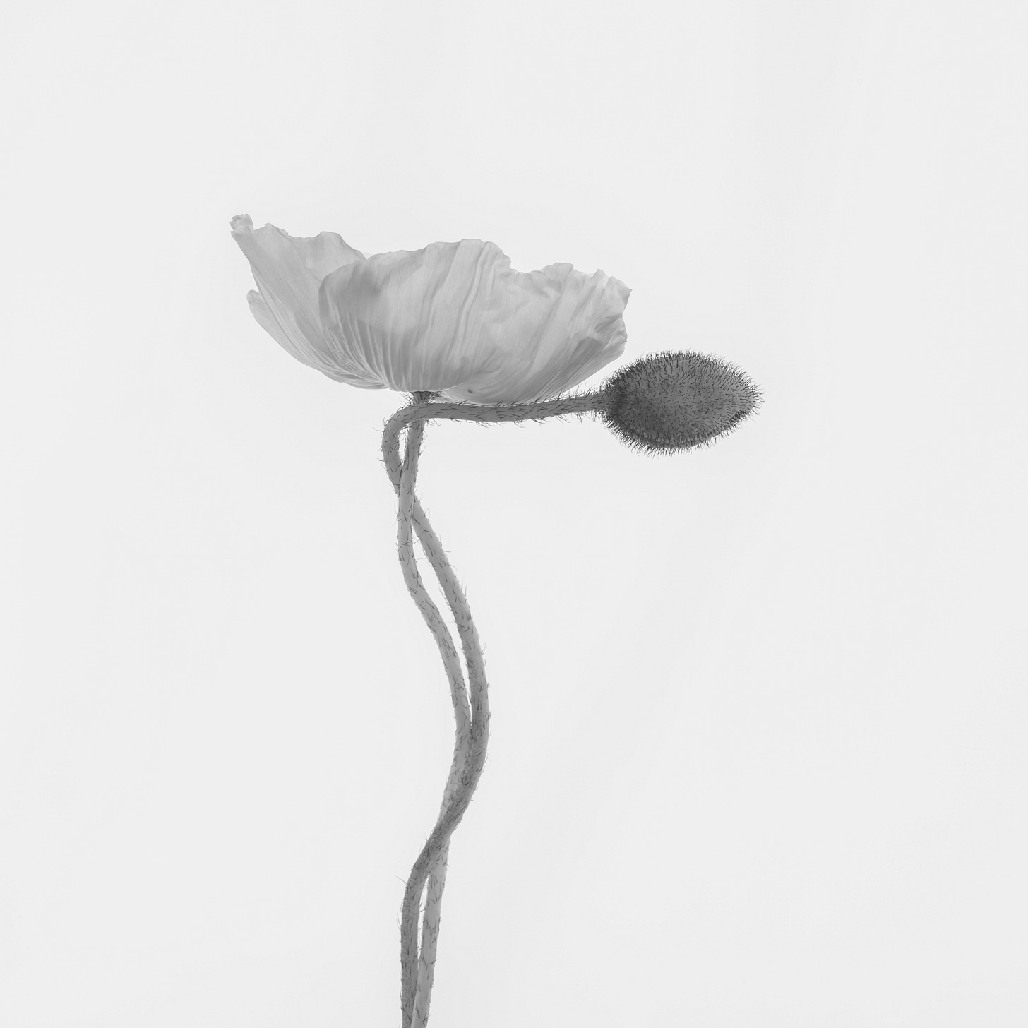 one poppy with a bud on a seperate stem twisted together, photographed in black and white