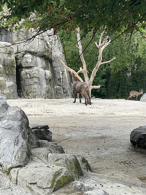 On the left, five people standing in front of a Ferris wheel in Geneva, Switzerland. Two have their hands raised. In the middle, the ceiling of the St. Gallen cathedral, featuring three huge vaults and a dark fresco. The moulding is pink and green. On the right, a goat or antelope rubbing its large horns against a tree in a rocky enclosure.