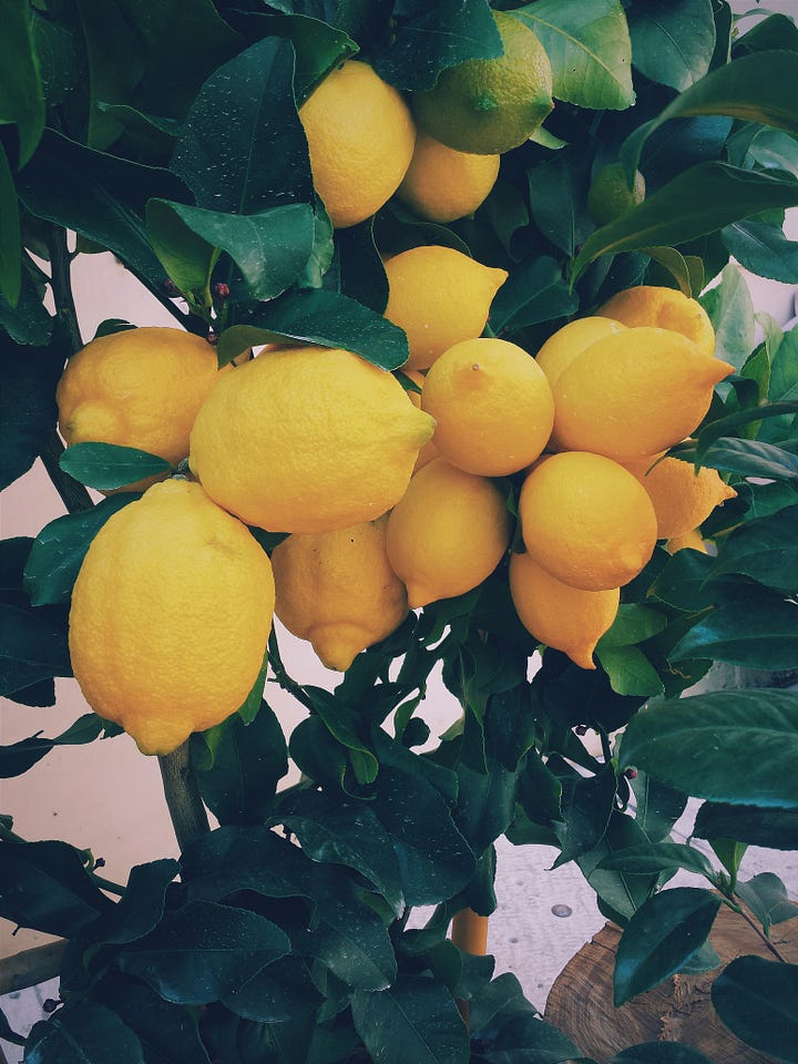 Watermelon lemonade from this recipe. Lemons growing, photo by Ernest Porzi via Unsplash.