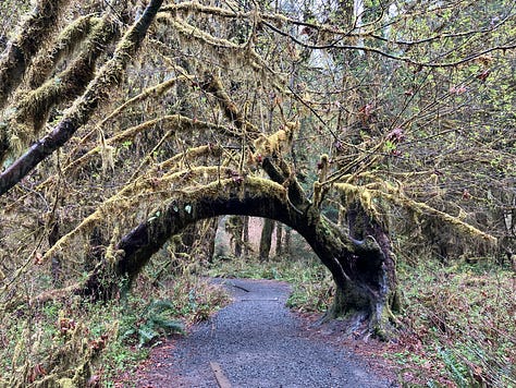 Photos of Olympic National Park coast and rain forest