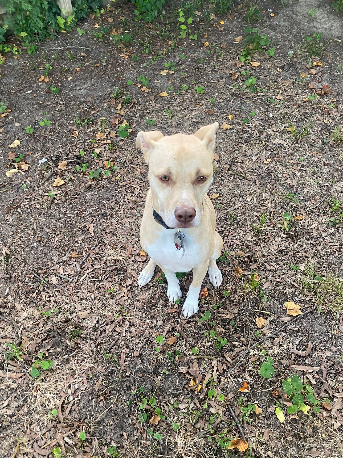 Nestor sitting on the ground in backyard like a good boy