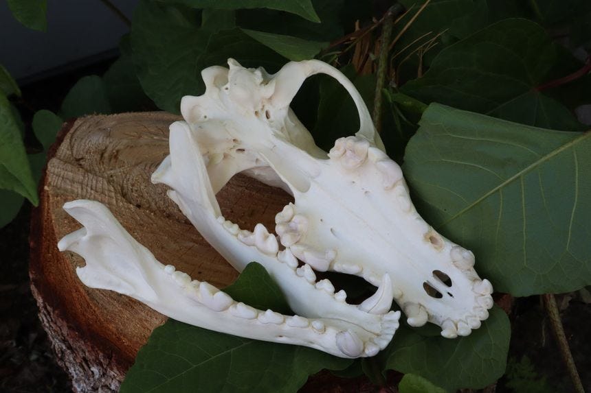 Gray Wolf Skull Gray Wolf Skull