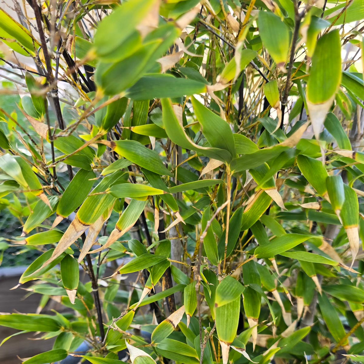 Close up of the leaves of bamboo in winter.