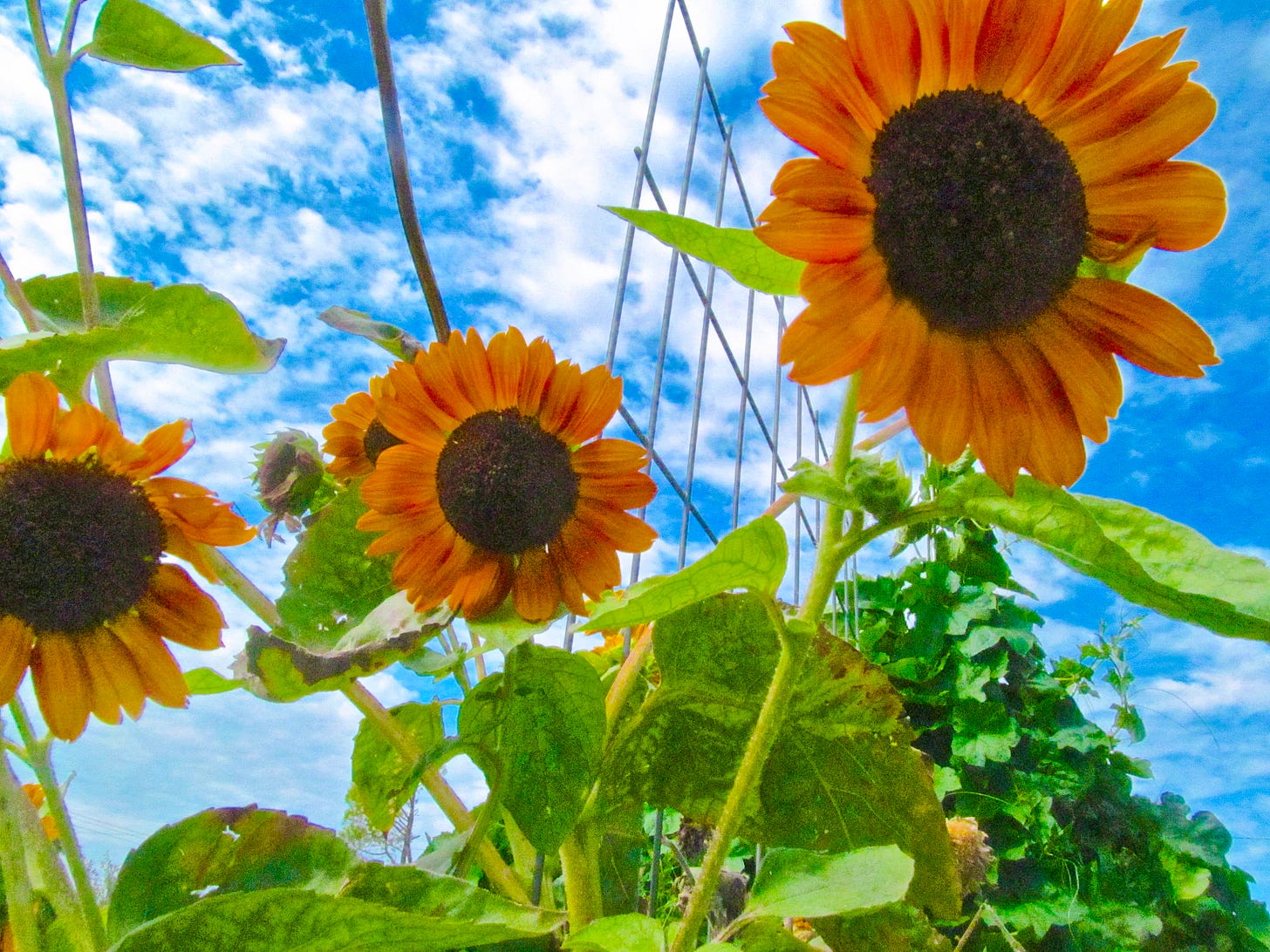 A cluster of sunflowers towards the sky