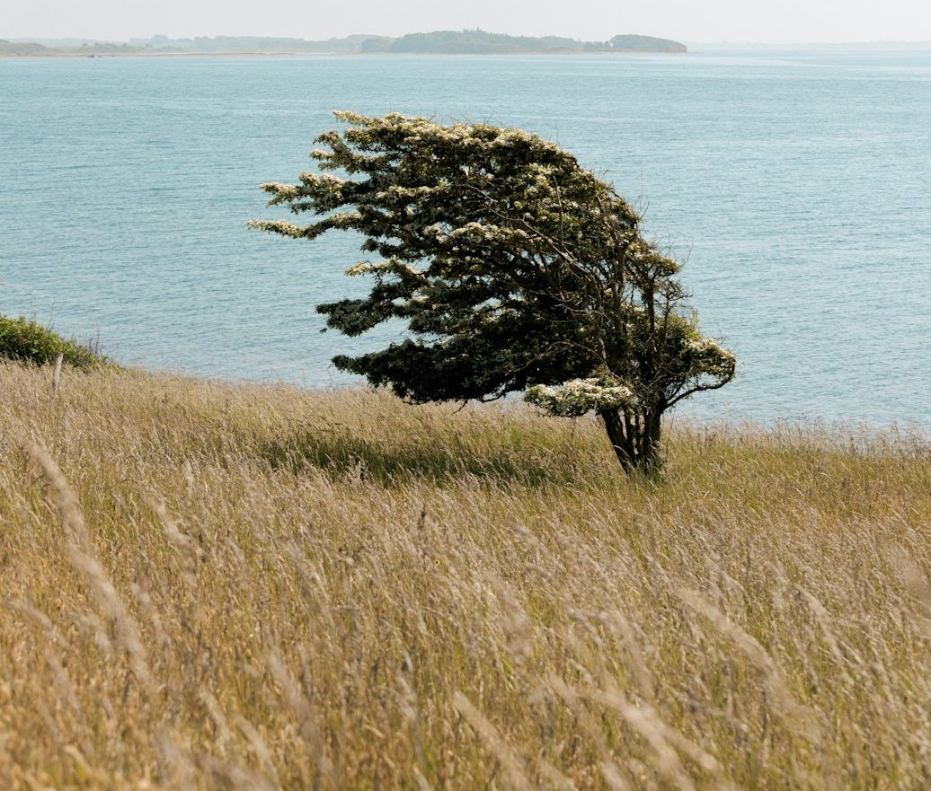 a lone tree in the middle of a grassy field