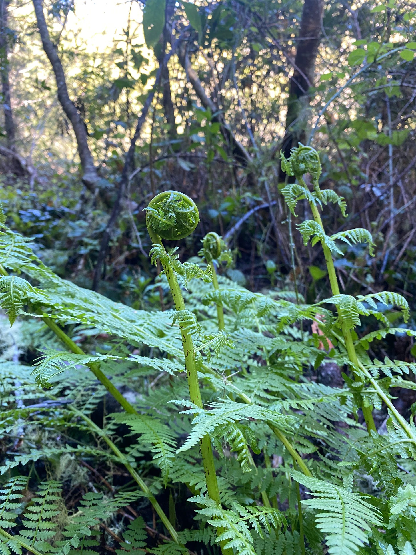 Ferns unfurling