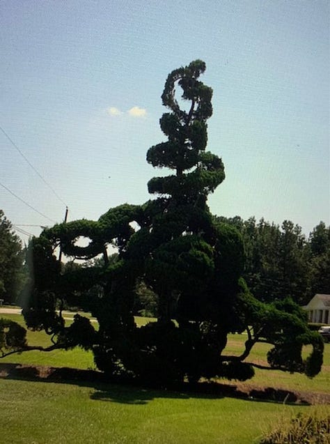 Various examples of topiary design, from ancient Rome to suburban California.