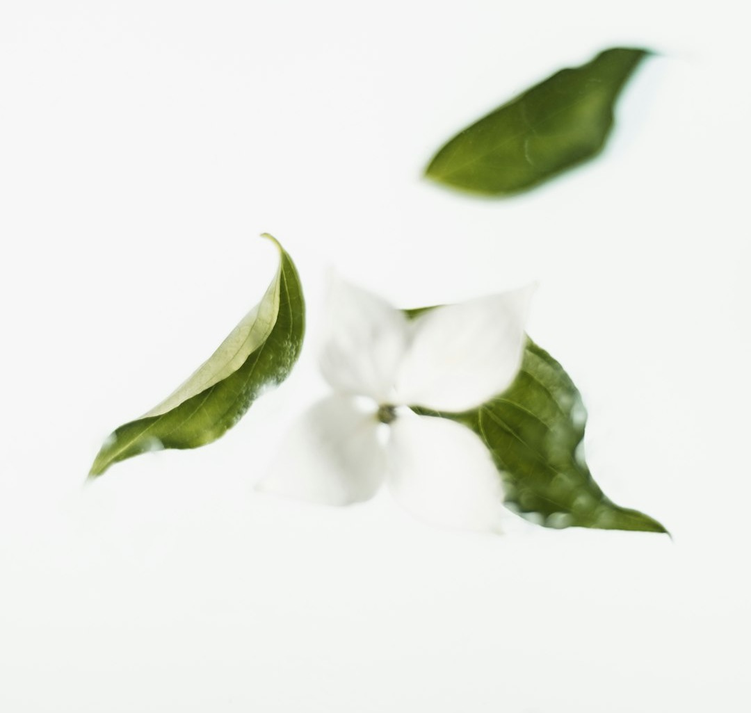 green leaves and white flower green leaves and white flower