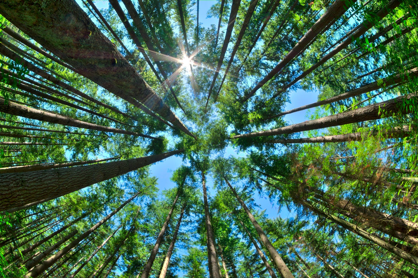 Why Don't Trees Grow To The Sky? - Cardinal Capital Management
