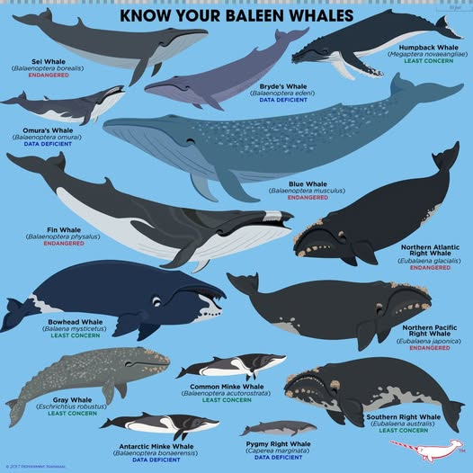 May be an image of orca, grey whale and text