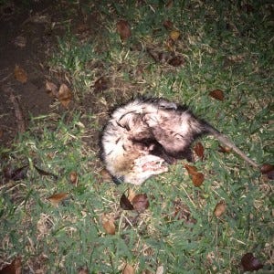 The not-dead, slobber-coated possum. The not-dead, slobber-coated possum.