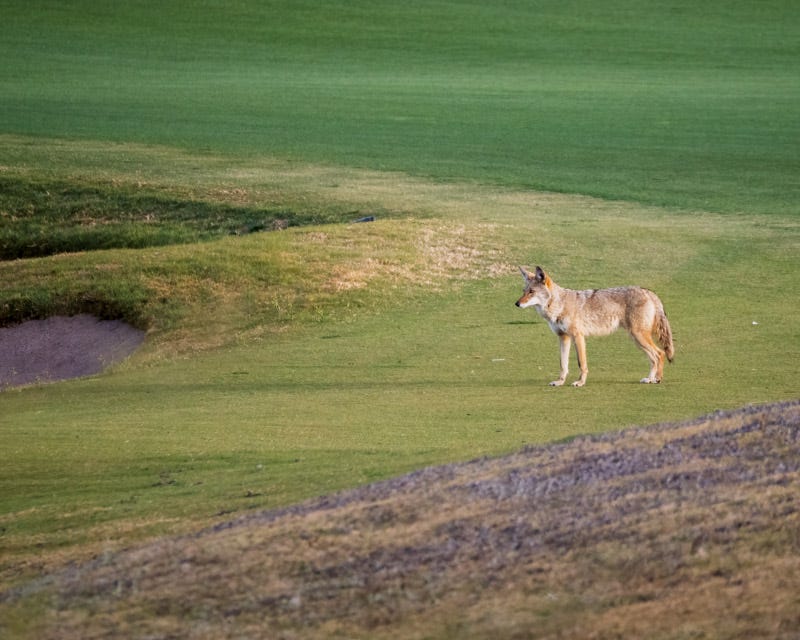 20260316-Sewailo-3-Edit 2.jpg 20260316-Sewailo-3-Edit 2.jpg