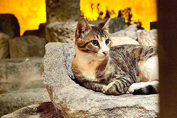 Maxwell the Cat | Substack