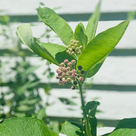 Milkweed, milkweed blossom harvest, milkweed cordial fermenting