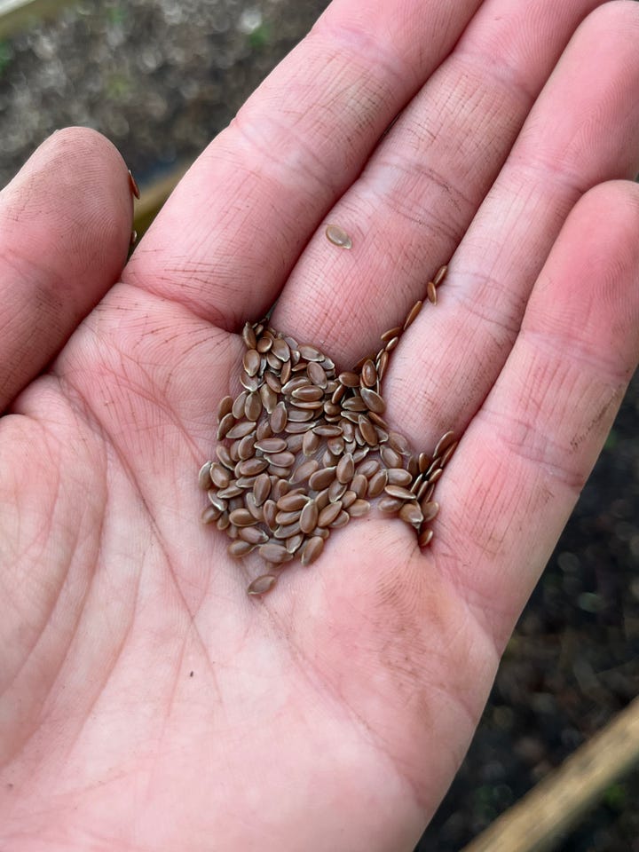 Sowing flax - linum usitatissimum - seeds into a small urban garden bed of soil.