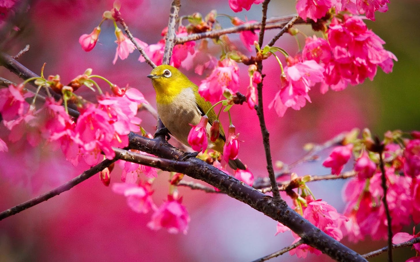 Blooming Flowers Images With High resolution - Duul Wallpaper Blooming Flowers Images With High resolution - Duul Wallpaper