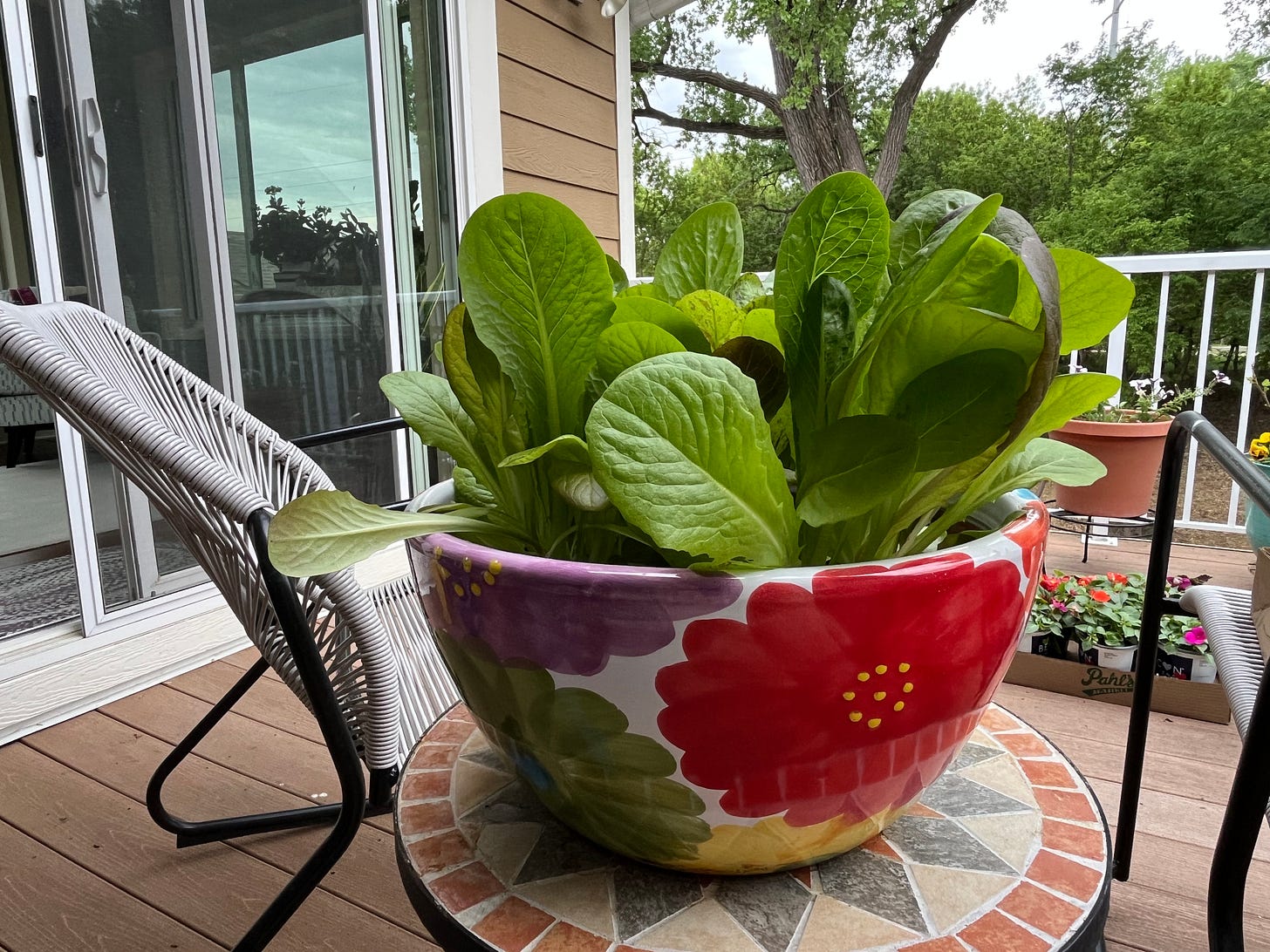 Lettuce in colorful bowl