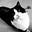 Cat Wrangler's avatar