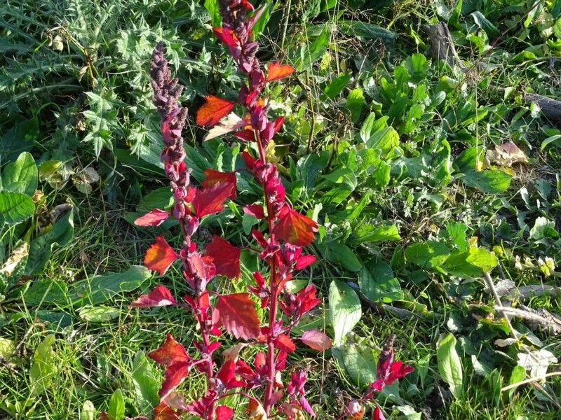 Chenopodium album [ripe seeds - ATLAS - M. Sim, 2020].jpeg